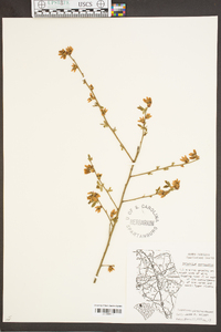 Vaccinium fuscatum image