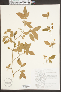 Vaccinium fuscatum image