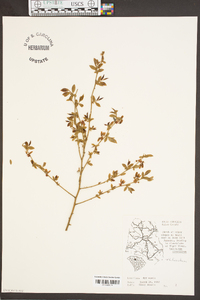 Vaccinium fuscatum image