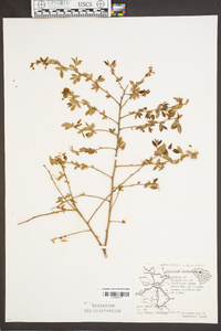 Vaccinium fuscatum image