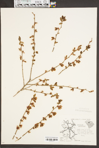 Vaccinium fuscatum image