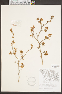 Vaccinium fuscatum image