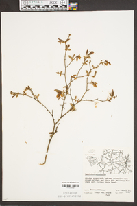 Vaccinium fuscatum image