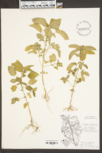 Acalypha ostryifolia image