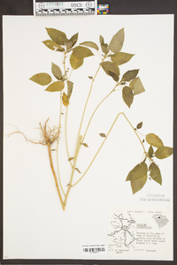 Acalypha ostryifolia image