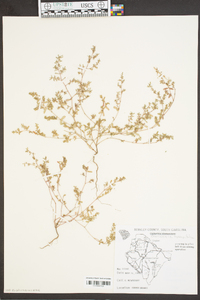 Chamaesyce hyssopifolia image