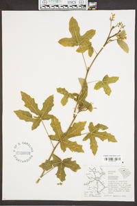 Cnidoscolus urens image