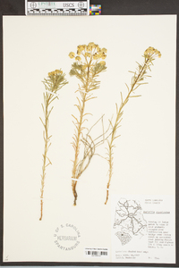 Euphorbia cyparissias image