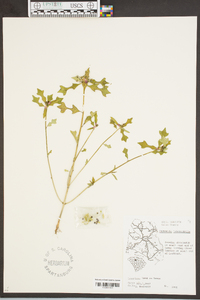 Euphorbia cyathophora image