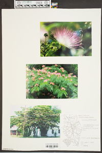 Albizia julibrissin image