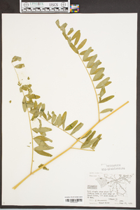 Astragalus canadensis image