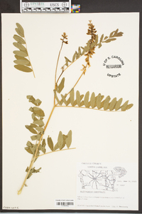 Astragalus canadensis image