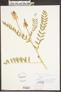 Astragalus canadensis image