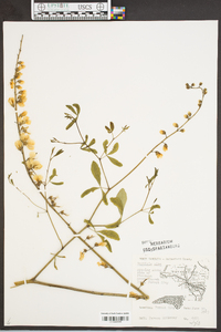 Baptisia alba image