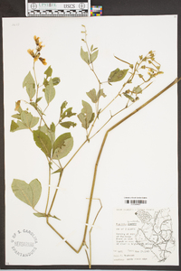 Baptisia bracteata image