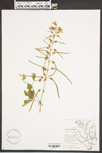 Baptisia bracteata image