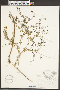 Baptisia tinctoria image