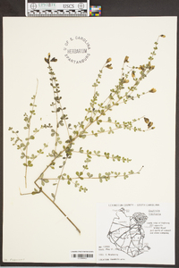 Baptisia tinctoria image