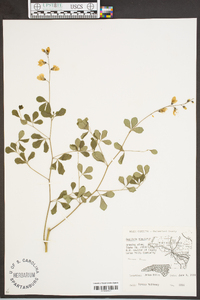 Baptisia tinctoria image