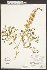Baptisia alba image