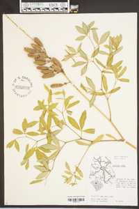 Baptisia alba image