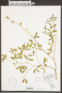 Baptisia alba image