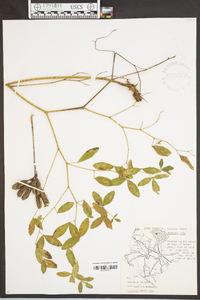 Baptisia alba image