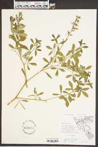 Baptisia alba image