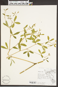 Baptisia alba image