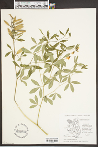 Baptisia alba image