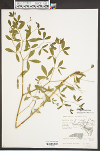 Baptisia alba image