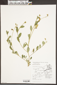 Crotalaria purshii image