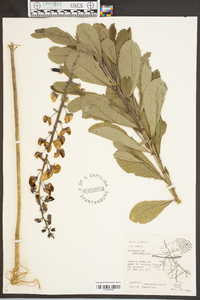 Crotalaria spectabilis image