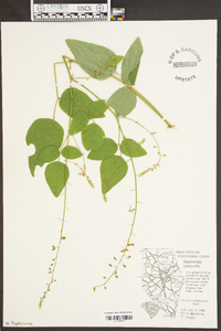 Desmodium canescens image