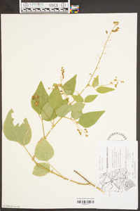 Desmodium canescens image