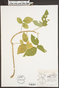 Desmodium canescens image