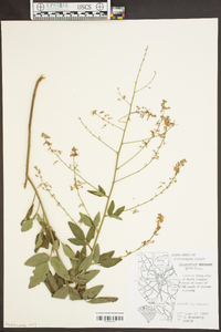 Desmodium glabellum image