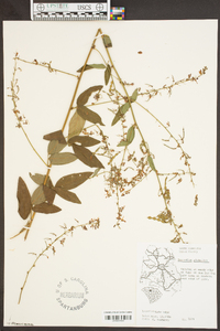 Desmodium glabellum image