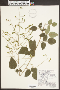 Desmodium laevigatum image