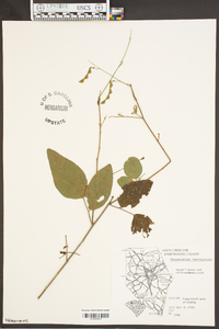 Desmodium laevigatum image