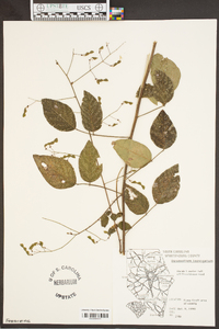 Desmodium laevigatum image