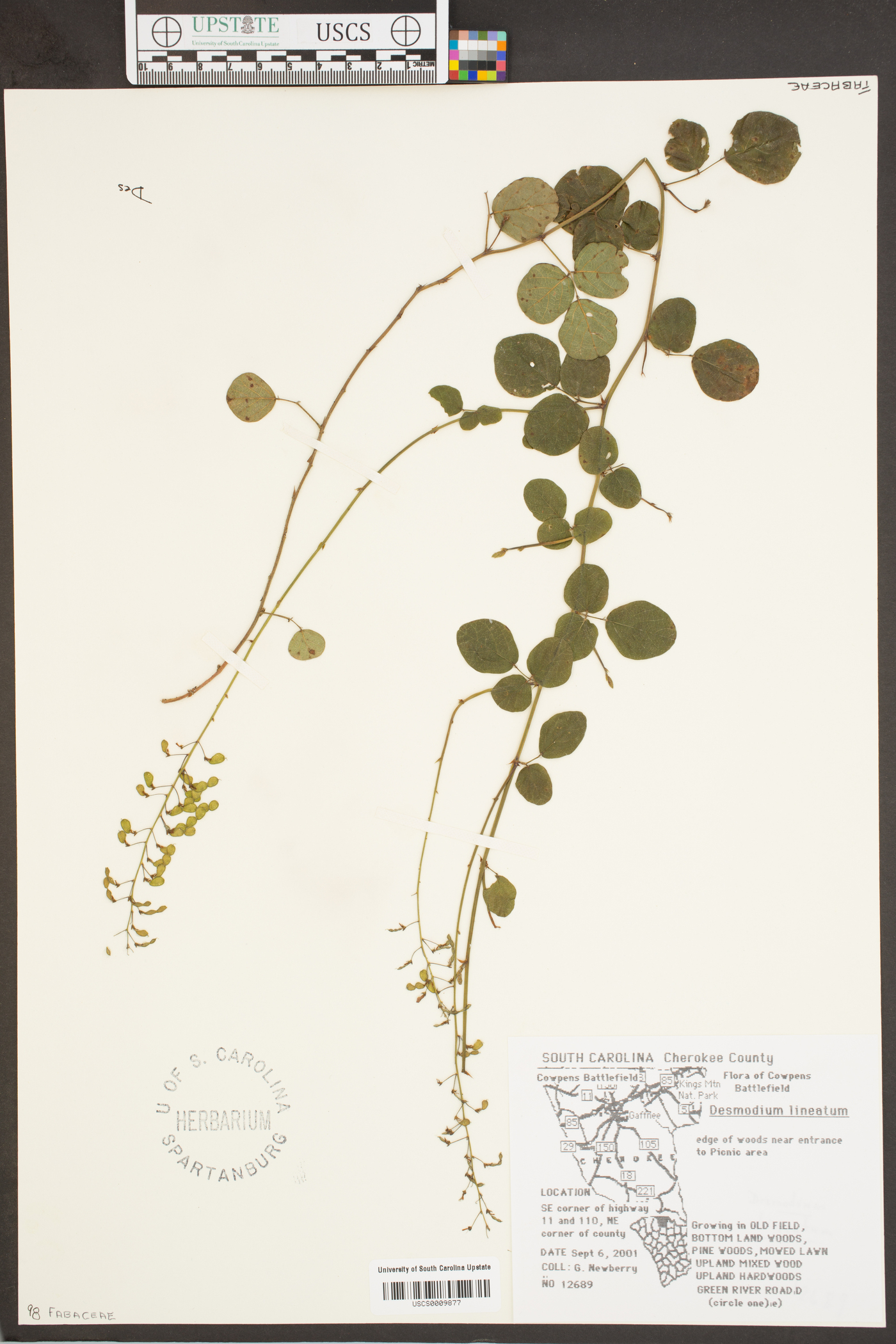 Desmodium lineatum image