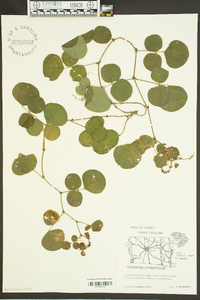 Desmodium rotundifolium image