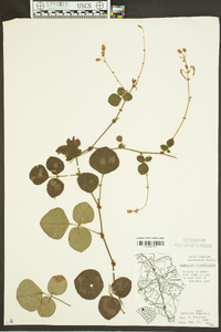 Desmodium rotundifolium image