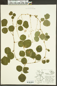 Desmodium rotundifolium image