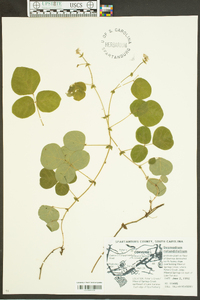 Desmodium rotundifolium image