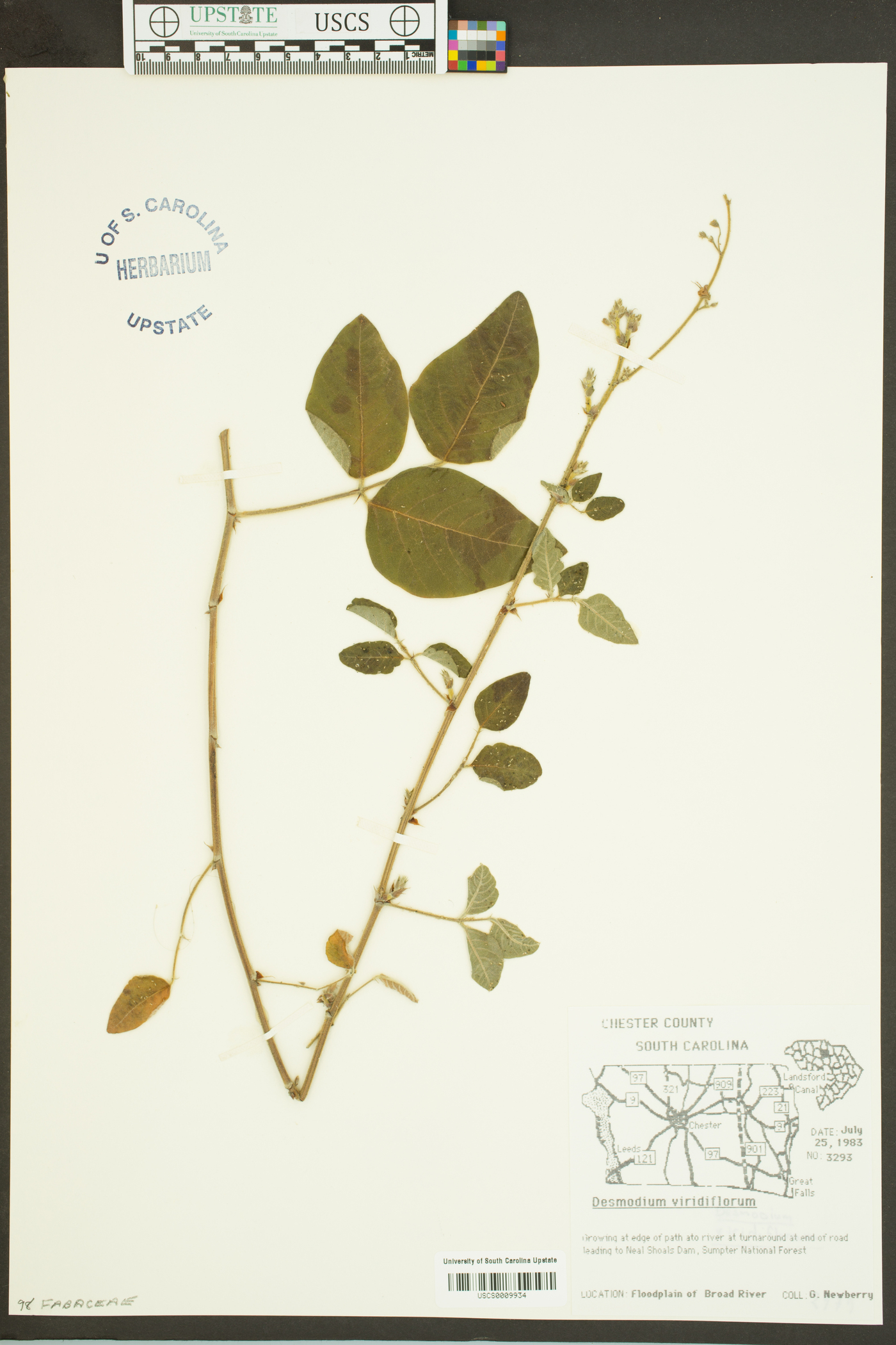 Desmodium viridiflorum image