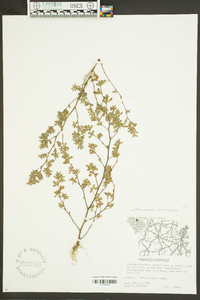 Kummerowia stipulacea image