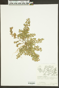 Kummerowia stipulacea image