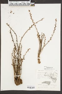 Epifagus virginiana image